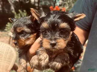 Yorkshire Terrier dogs Yorkshire Terrier Puppy 2 - Ad 16