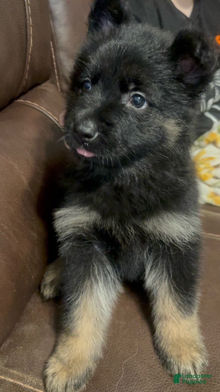 German Shepherd dogs Vivi - Ad 2