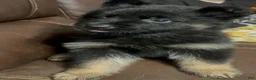 German Shepherd dogs for sale: Vivi - Ad 2