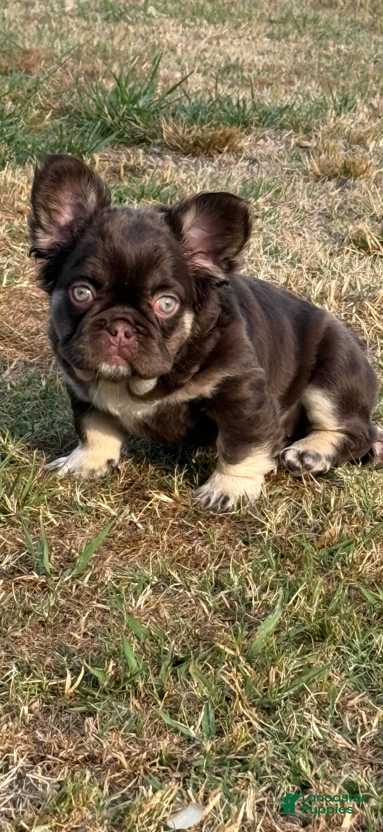 French Bulldog dogs French Bulldog Puppy 1 - Ad 1