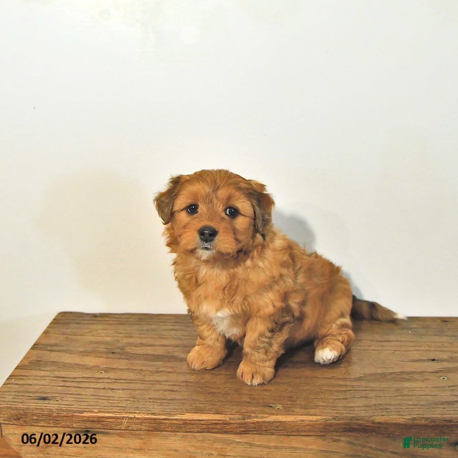 Mixed Breed dogs for sale: Ripley - Ad 3