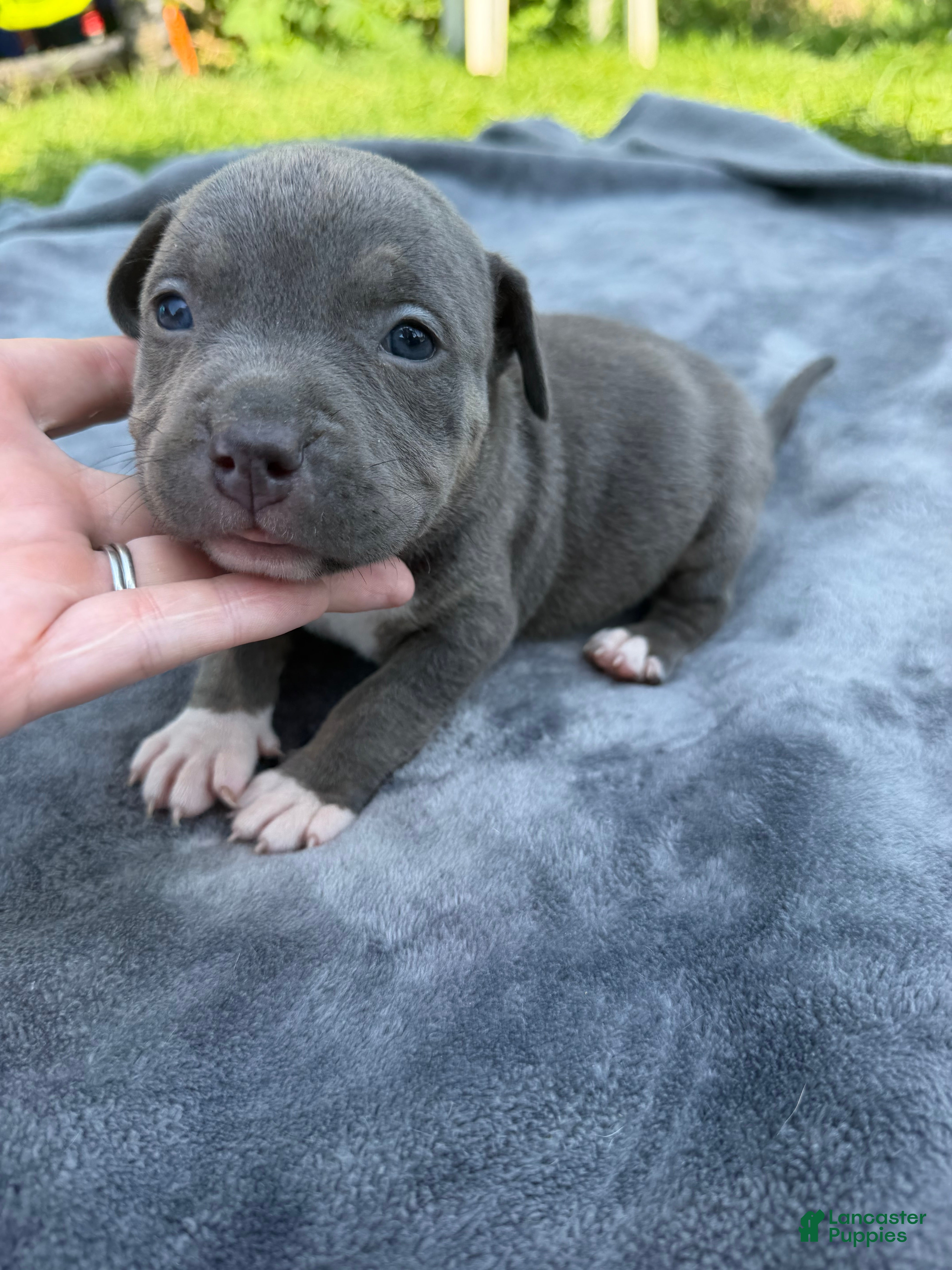 American Bully dogs Letty - Ad 1