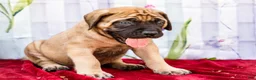 English Mastiff dogs for sale: Murphy - Ad 5