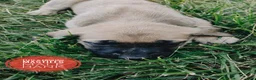 English Mastiff dogs for sale: Hank - Ad 3