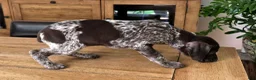 German Shorthaired Pointer dogs for sale: German Shorthaired Pointer 1 - Ad 3
