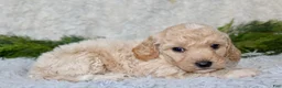 Bichpoo dogs for sale: Bichpoo 2 - Ad 3