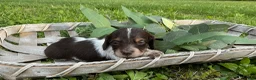 Miniature Dachshund dogs for sale: Princess - Elegant AKC Long-Haired Chocolate & White Piebald - Ad 13