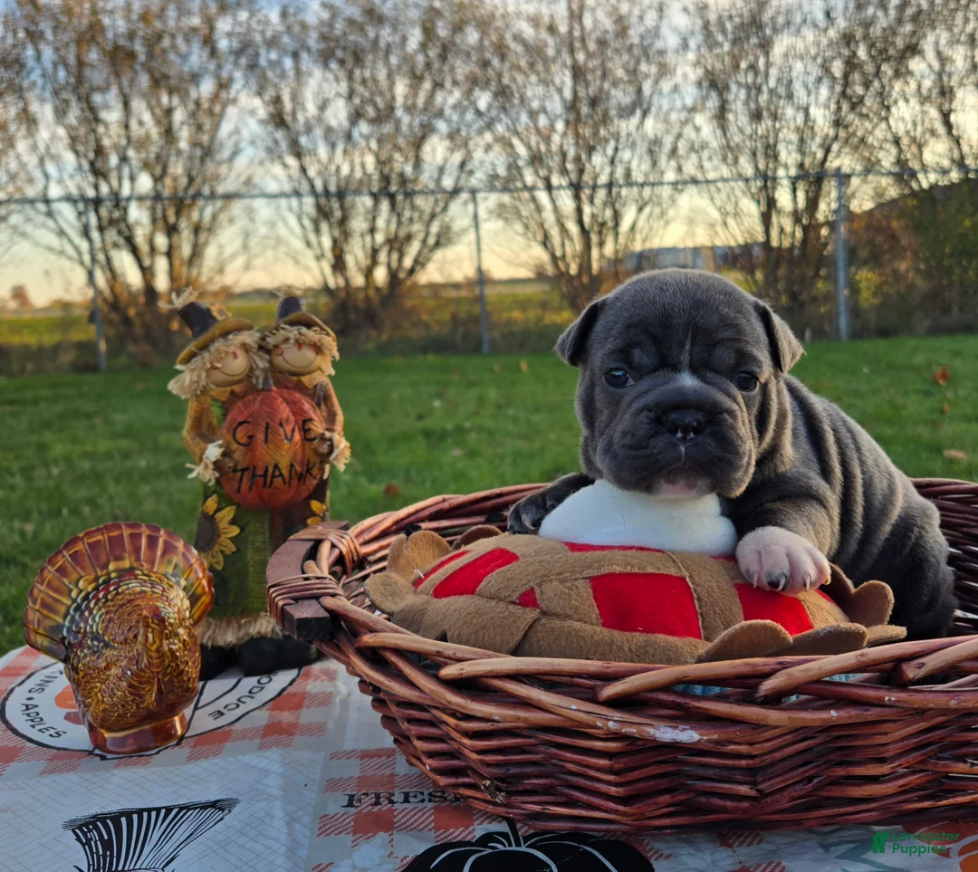 French Bulldog dogs for sale: Grace - Ad 13