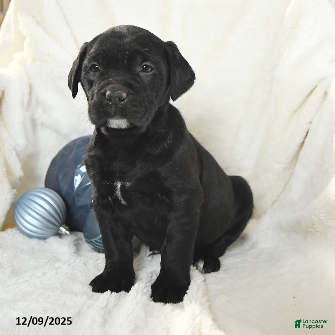 Mixed Breed dogs for sale: Mickey - Ad 2