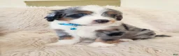 Mini Bernedoodle dogs for sale: JAX - Ad 5