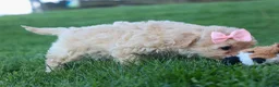 Havapoo dogs for sale: OREO - Ad 9