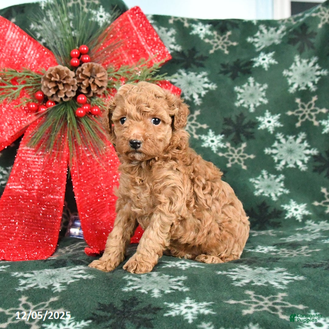 Toy Poodle dogs for sale: Missie - Ad 2