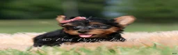 Yorkshire Terrier dogs for sale: Maple - Ad 4