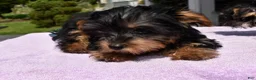 Yorkiepoo dogs for sale: Sapphire  - Ad 4