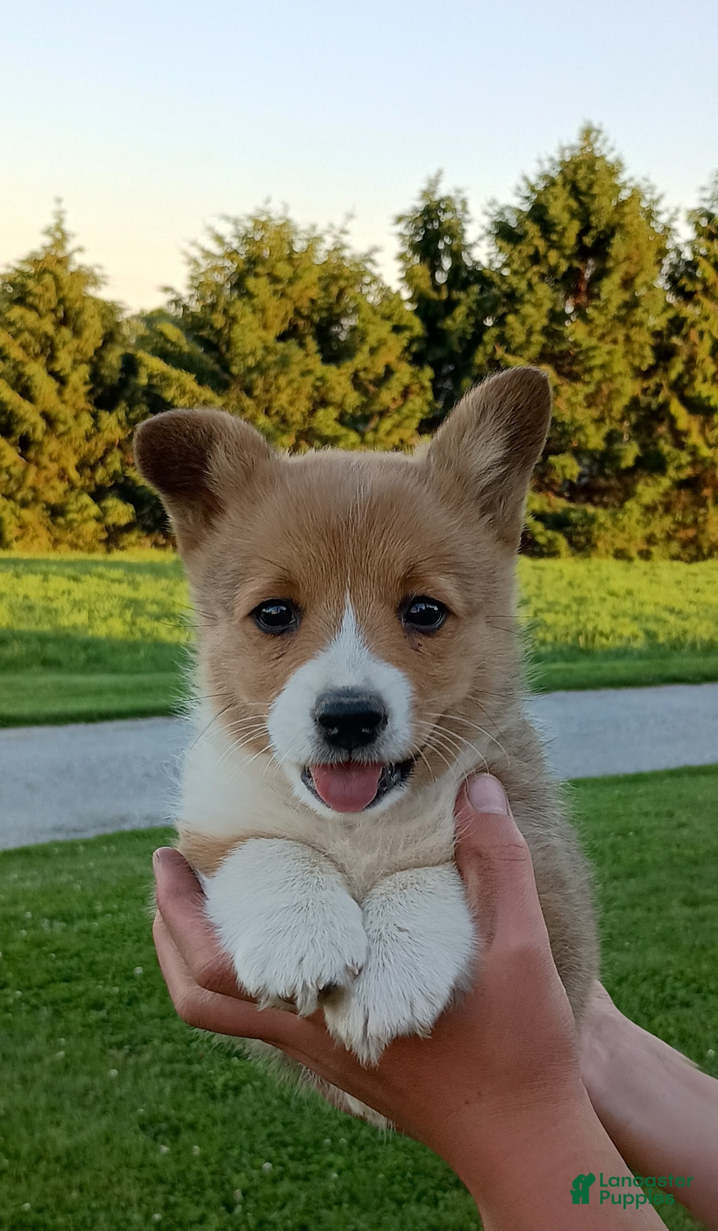 Welsh Corgi Pembroke dogs Buttercup - Ad 2