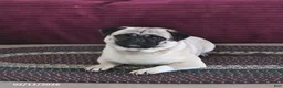 Pug dogs for sale: Pepsi - Ad 3