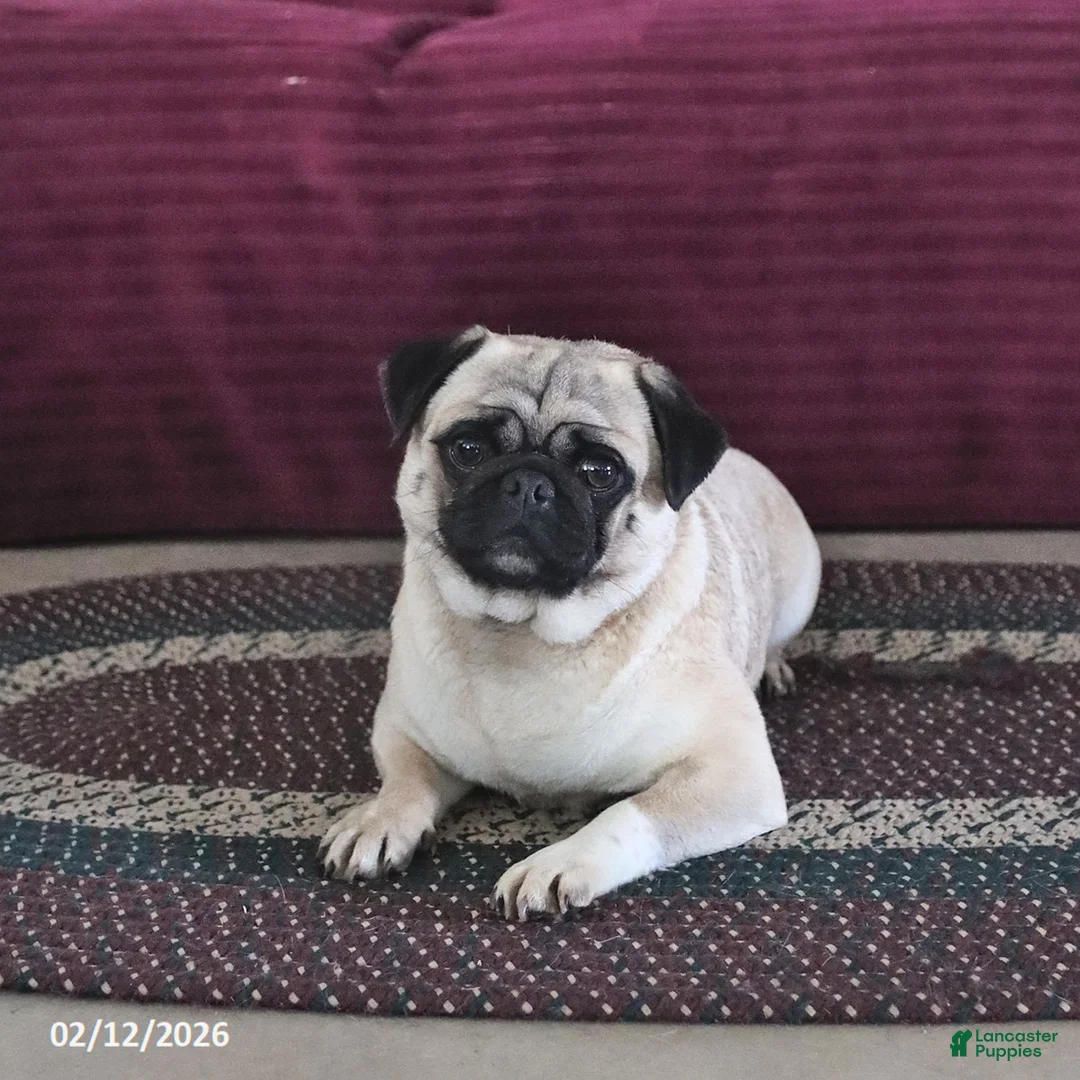 Pug dogs for sale: Pepsi - Ad 3