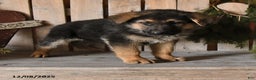 German Shepherd dogs for sale: Samson - Ad 2