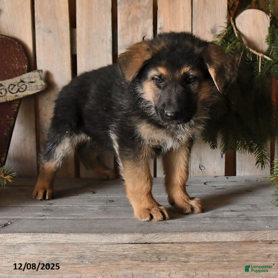 German Shepherd dogs for sale: Samson - Ad 2