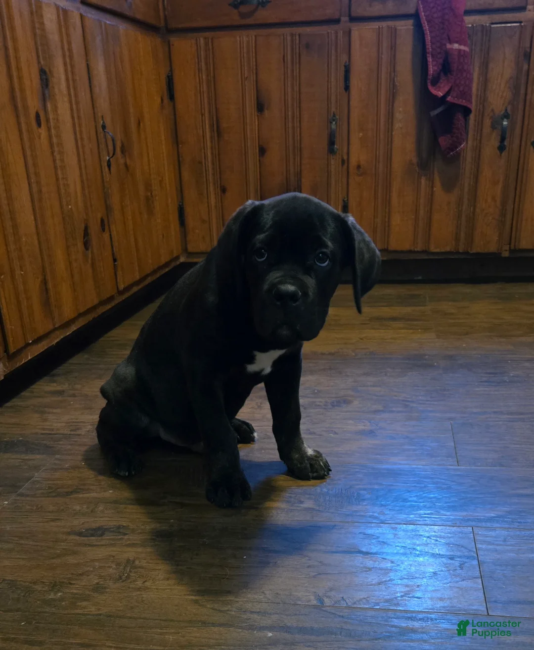 Cane Corso dogs for sale: ICCF Luigi  - Ad 3