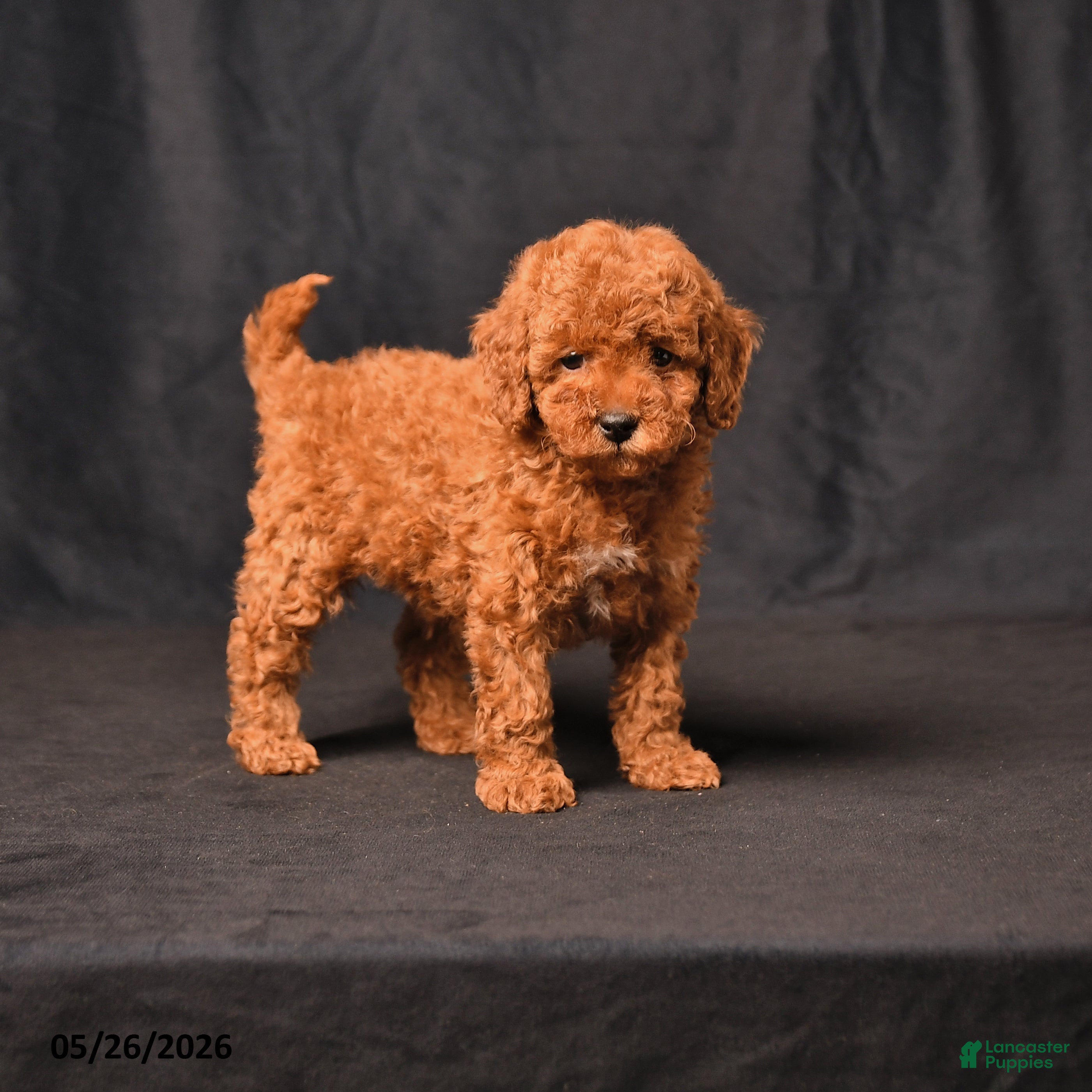 Toy Poodle dogs Bandit - Ad 1