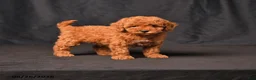 Toy Poodle dogs for sale: Bandit - Ad 1