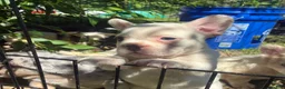 French Bulldog dogs for sale: French Bulldog Puppy 7 (standard fur) - Ad 9