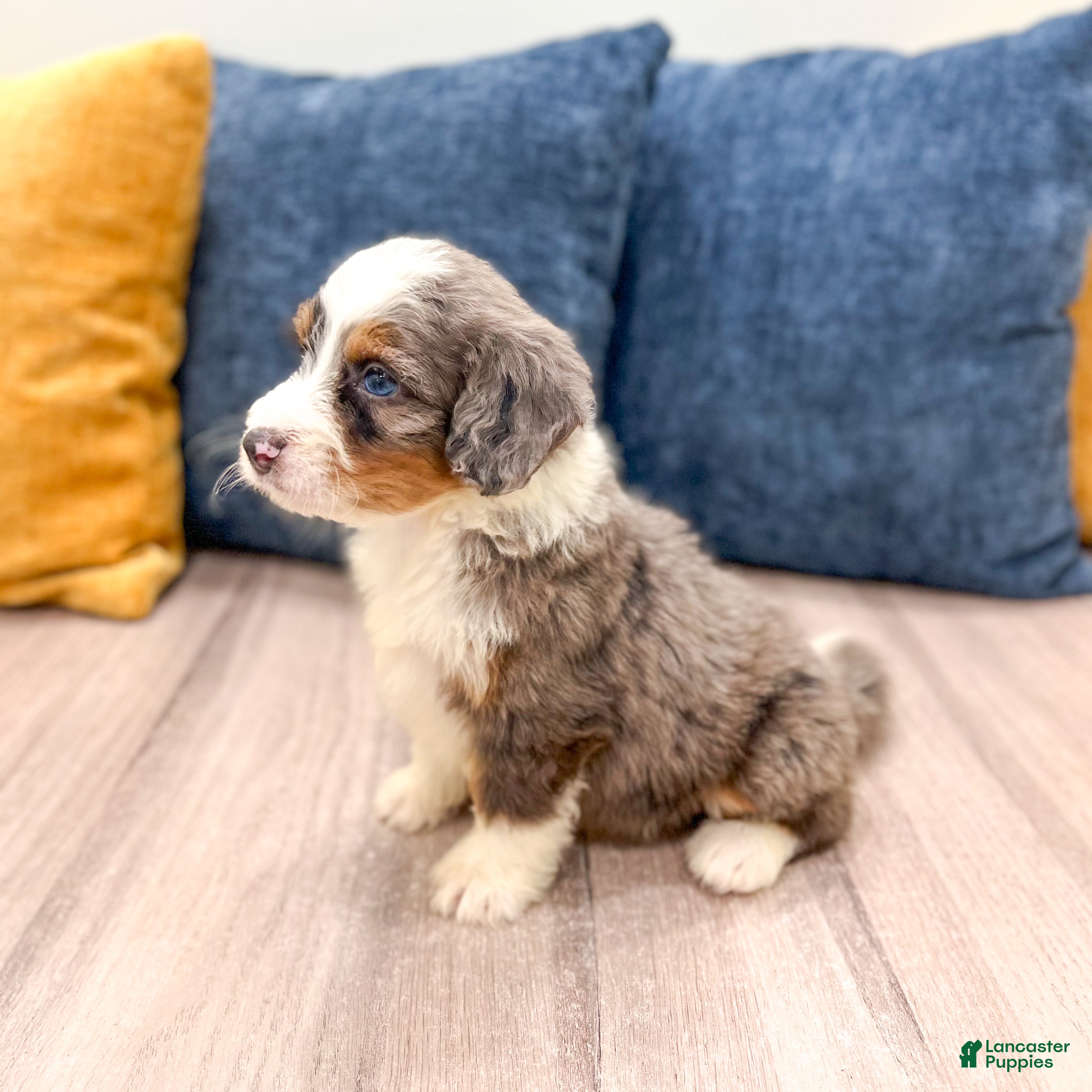 Mini Bernedoodle dogs for sale: Sadie - Ad 4