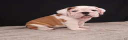 English Bulldog dogs for sale: Charlie  - Ad 15