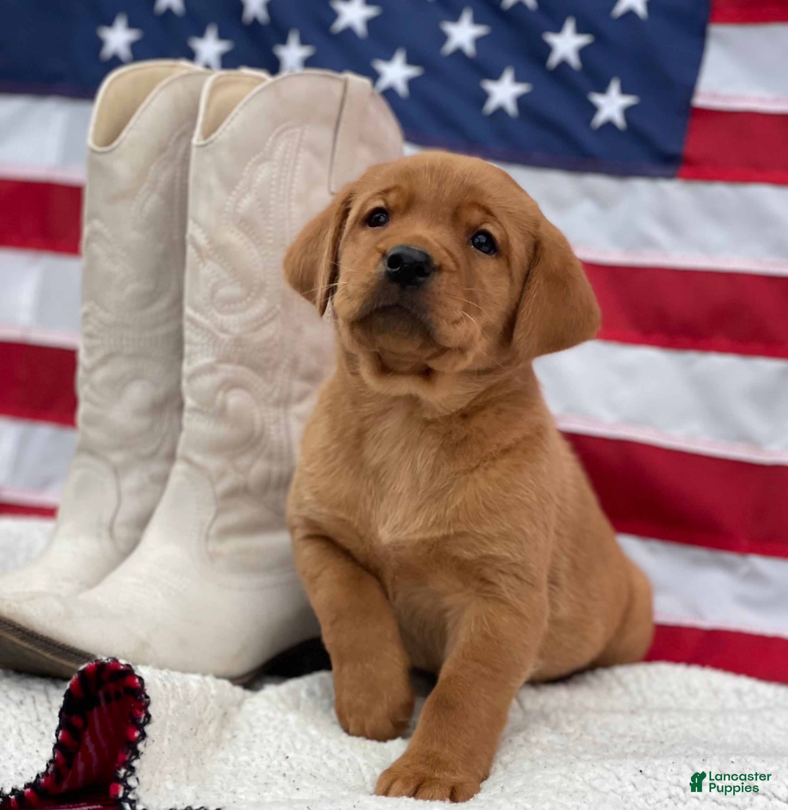 Labrador Retriever dogs Morgan - Ad 31