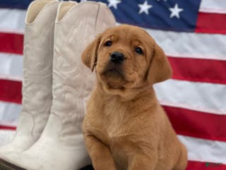 Labrador Retriever dogs Morgan - Ad 27