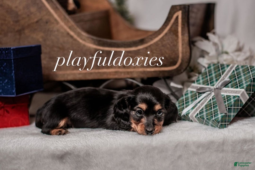 Miniature Dachshund dogs for sale: Purple Collar Black & Tan Dachshund Puppy  - Ad 4