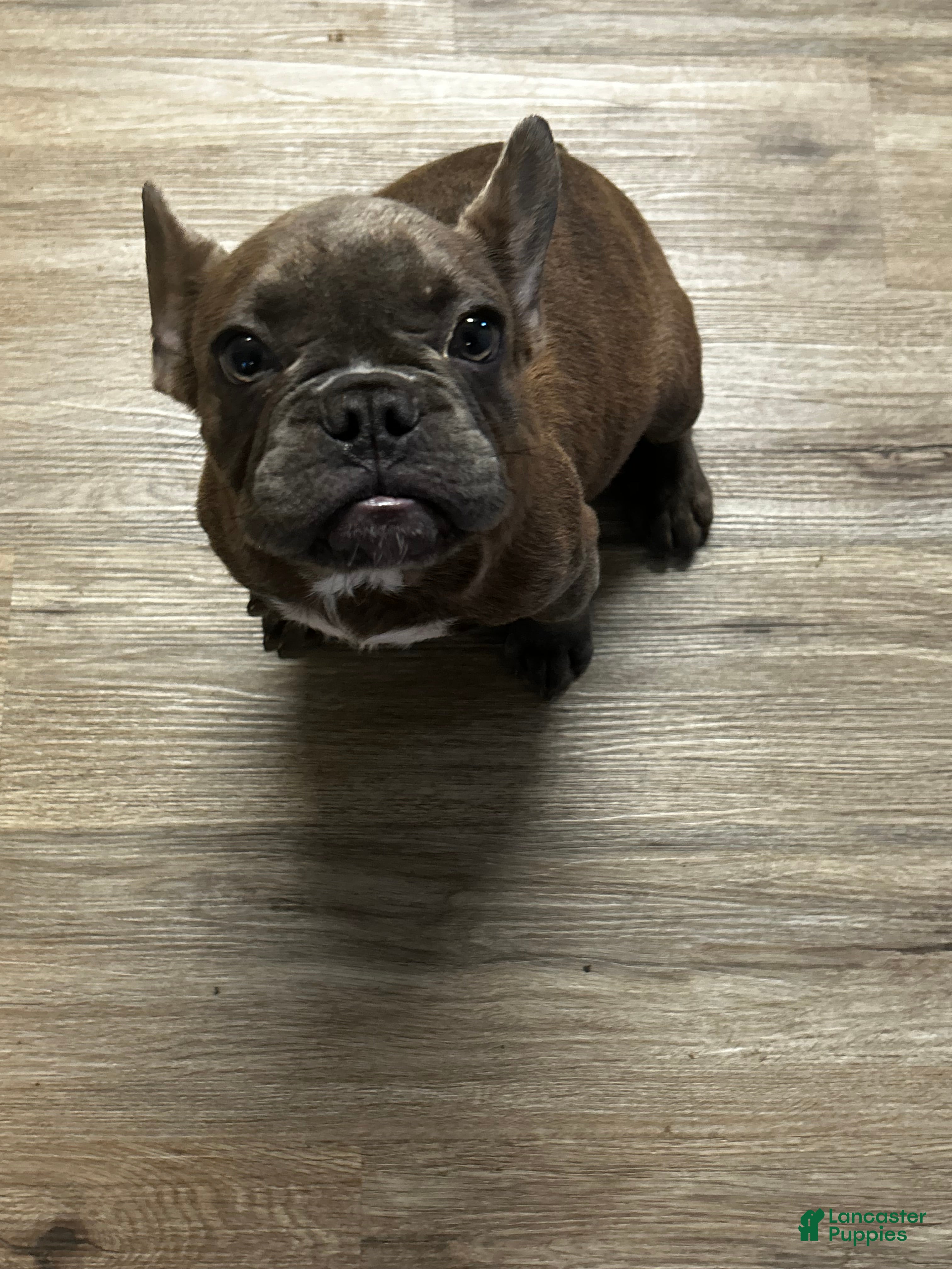 French Bulldog dogs Benny - Ad 9