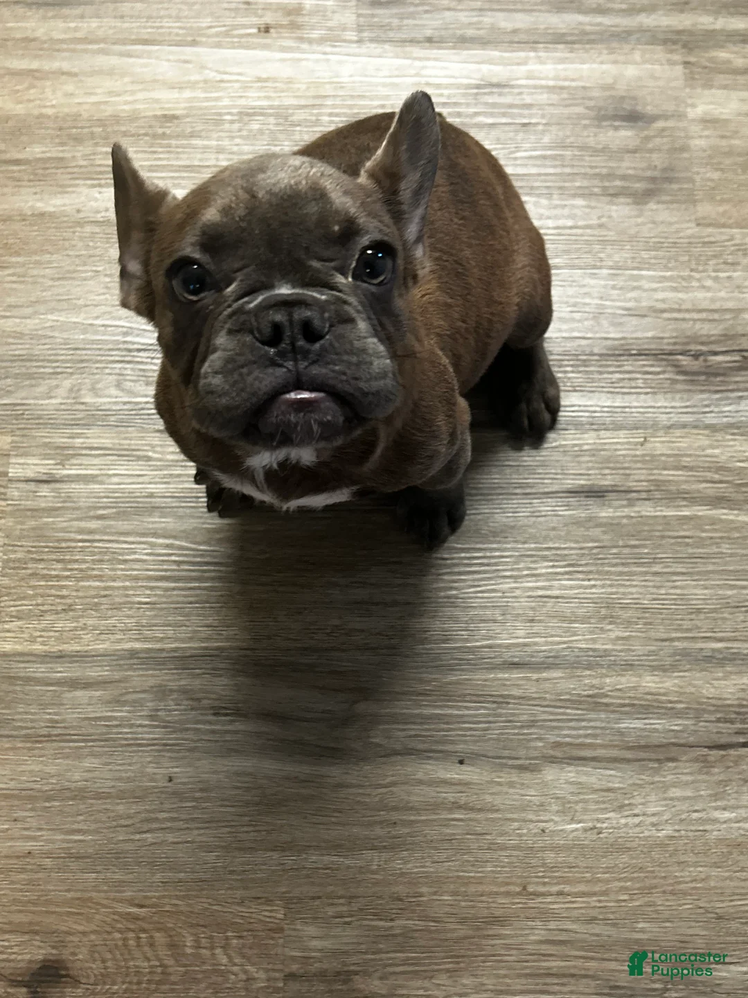 French Bulldog dogs for sale: Benny - Ad 1