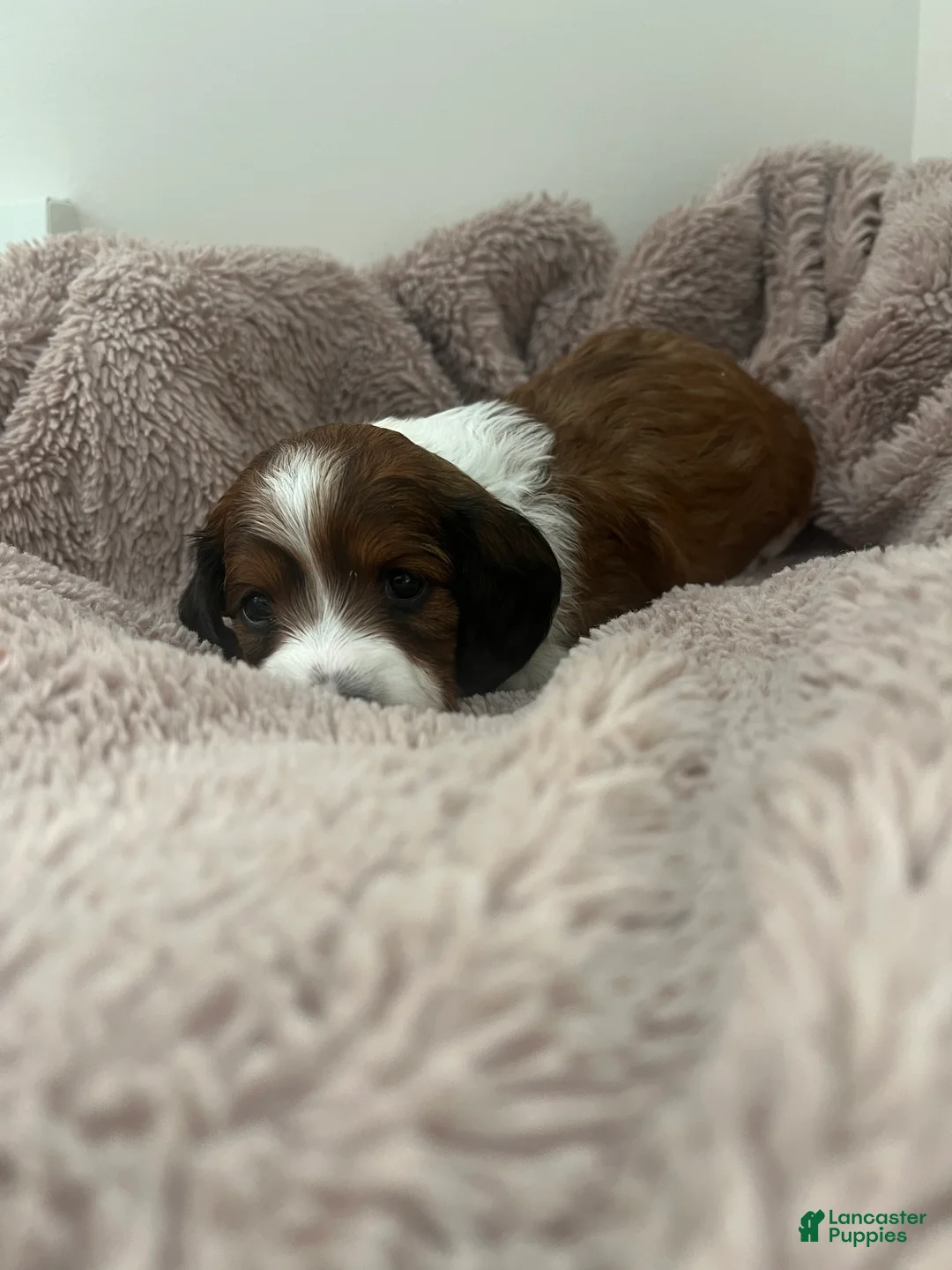 Miniature Dachshund dogs for sale: Star - Ad 5