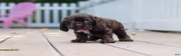 Cocker Spaniel dogs for sale: Bella - Ad 5