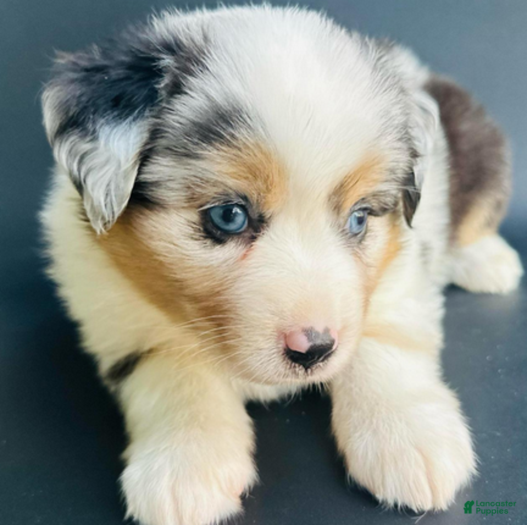 Mixed Breed dogs for sale: Chloe - Ad 5