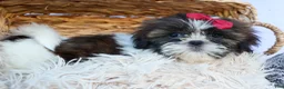 Shih Tzu dogs for sale: RACHEL - Ad 14