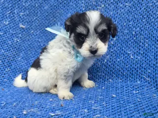 Morkie dogs Donny - Ad 8