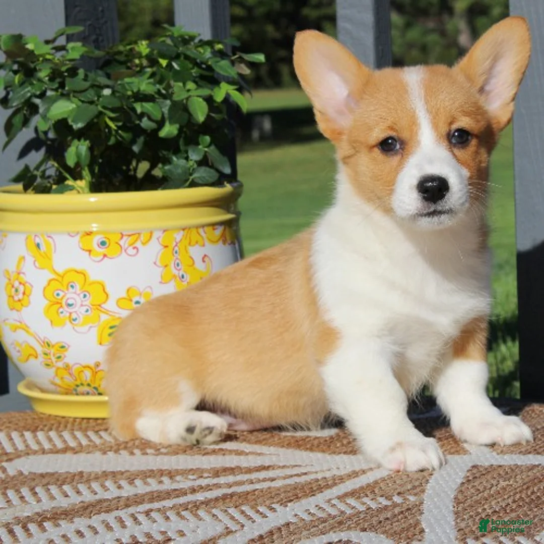 Welsh Corgi Pembroke dogs for sale: Sadie - Ad 1