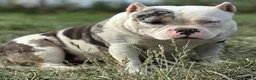 American Bully dogs for sale: Maybe - Ad 3
