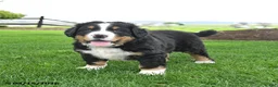 Bernese Mountain Dog dogs for sale: Bruiser - Ad 3