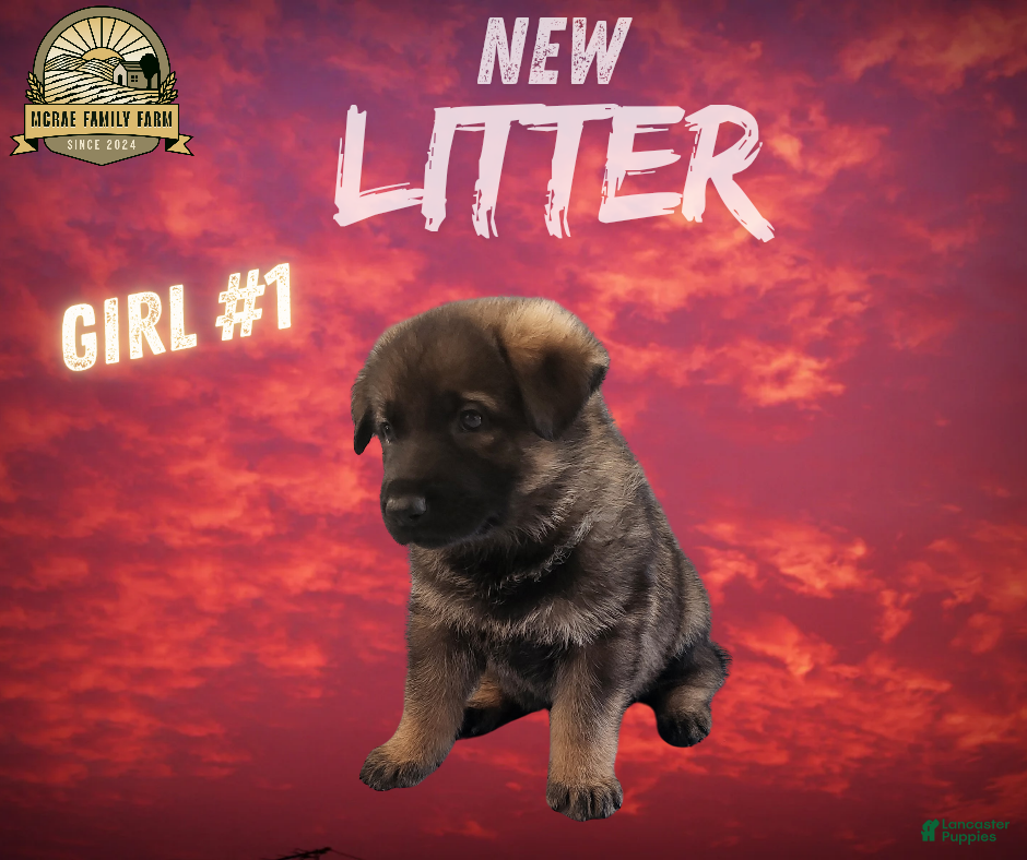 German Shepherd dogs German Shepherd Girl 1 - Ad 31