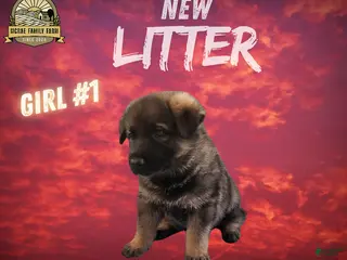 German Shepherd dogs German Shepherd Girl 1 - Ad 19