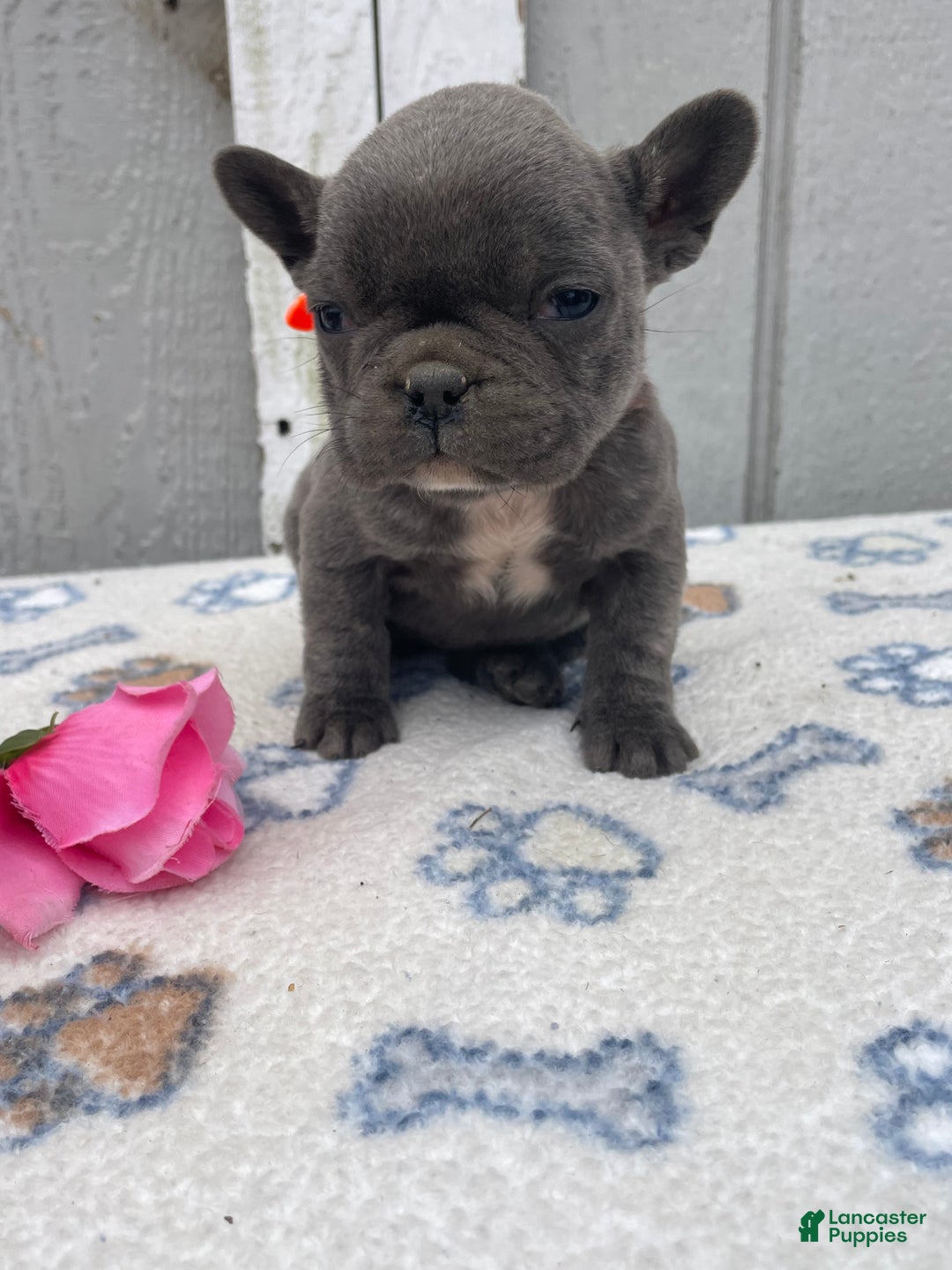 French Bulldog dogs for sale: Fiona - Ad 3