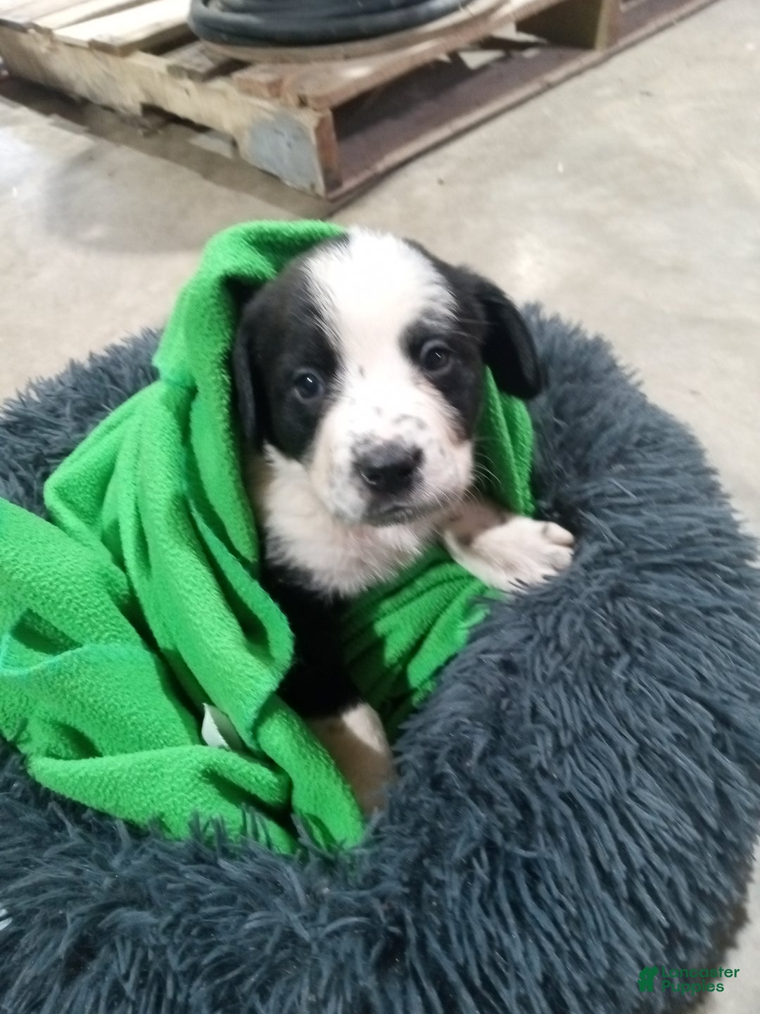 Mixed Breed dogs for sale: Caillou  - Ad 8