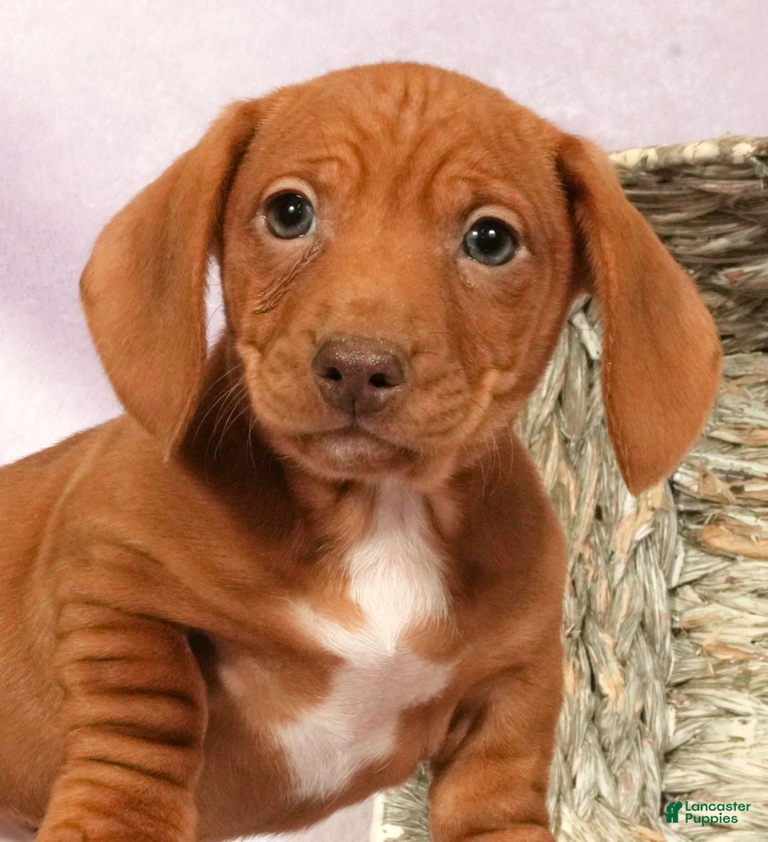 Miniature Dachshund dogs for sale: Seth - Ad 9