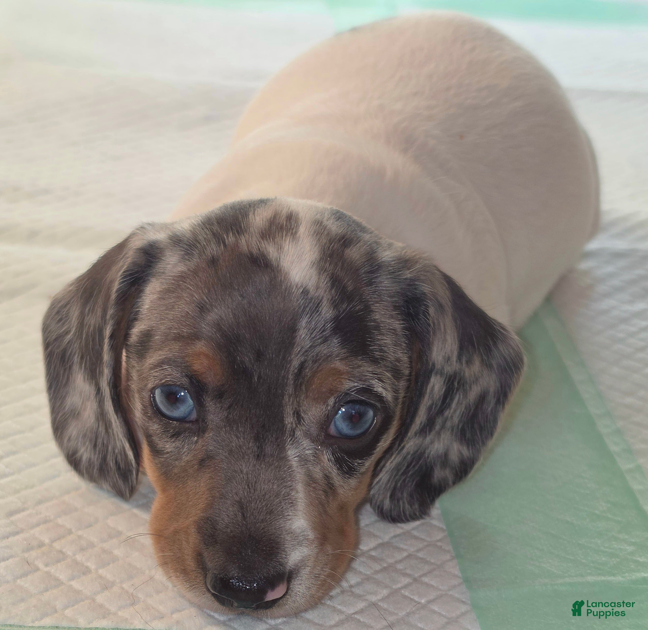 Dachshund dogs Dachshund 2 - Ad 2