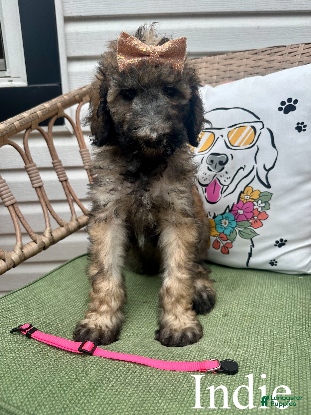 Standard Poodle dogs Indie - Ad 1
