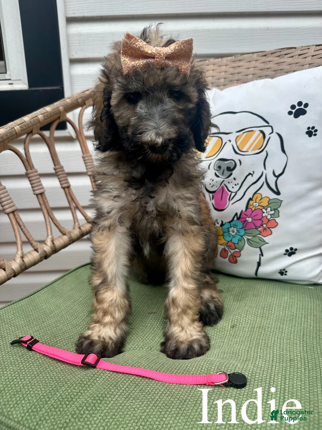 Standard Poodle dogs for sale: Indie - Ad 1